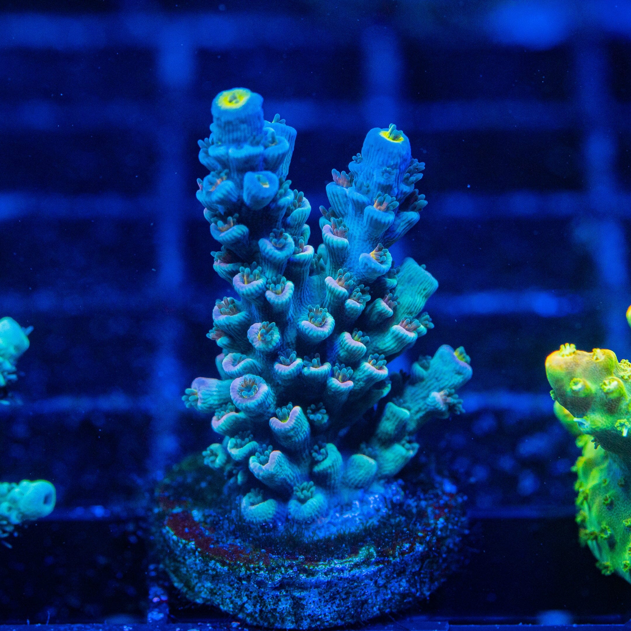 Acropora Mini Frag 12D - WYSIWYG Reef Lounge Norco