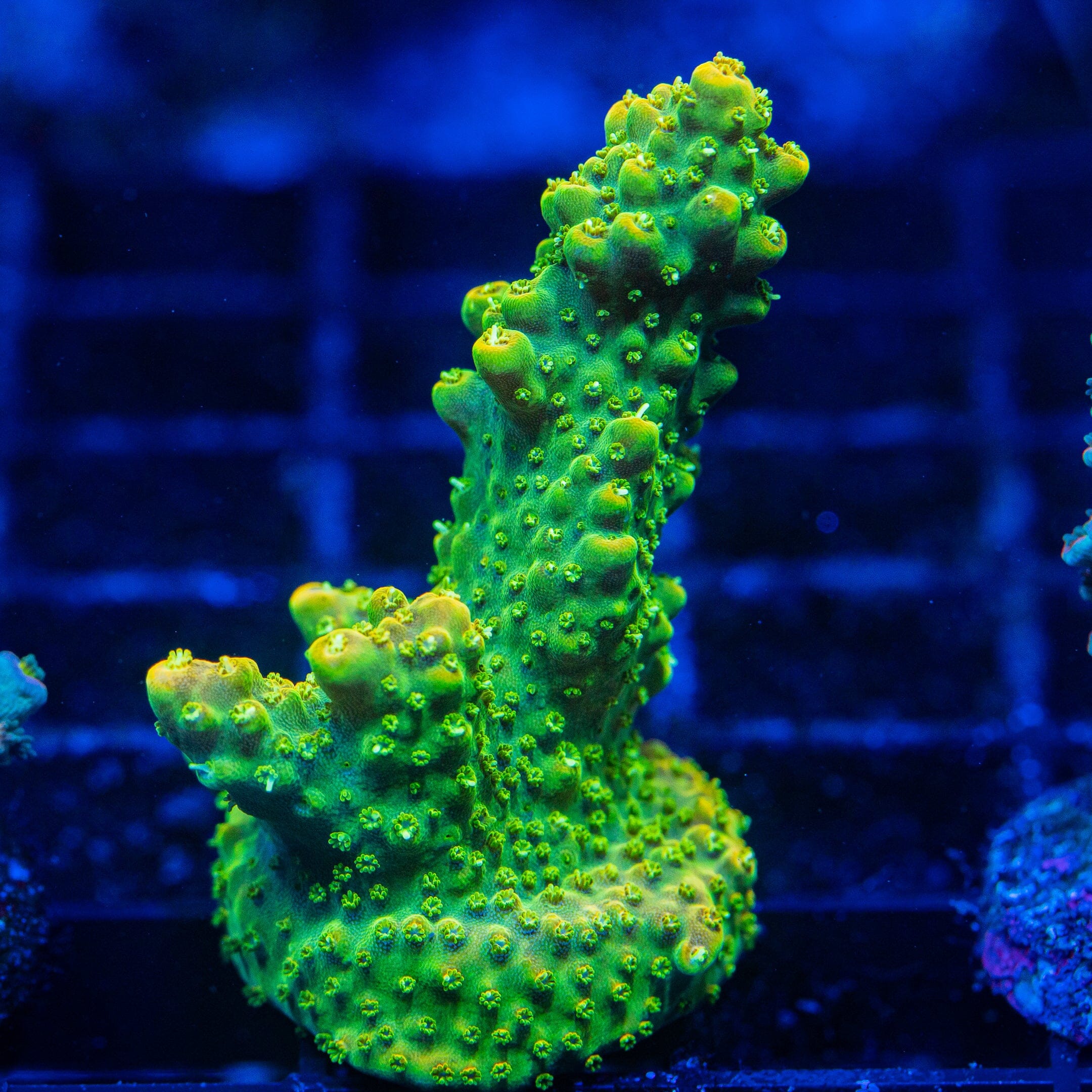 Acropora Mini Frag 13D - WYSIWYG Reef Lounge Norco