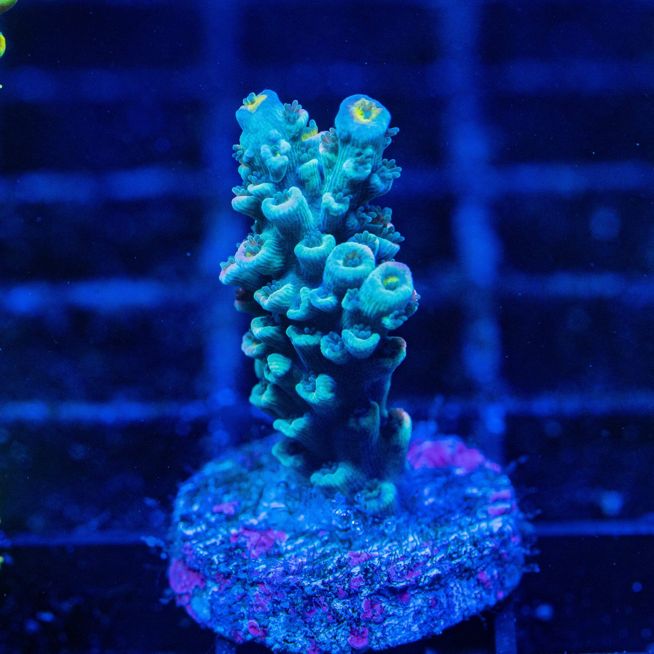 Acropora Mini Frag 14D - WYSIWYG Reef Lounge Norco