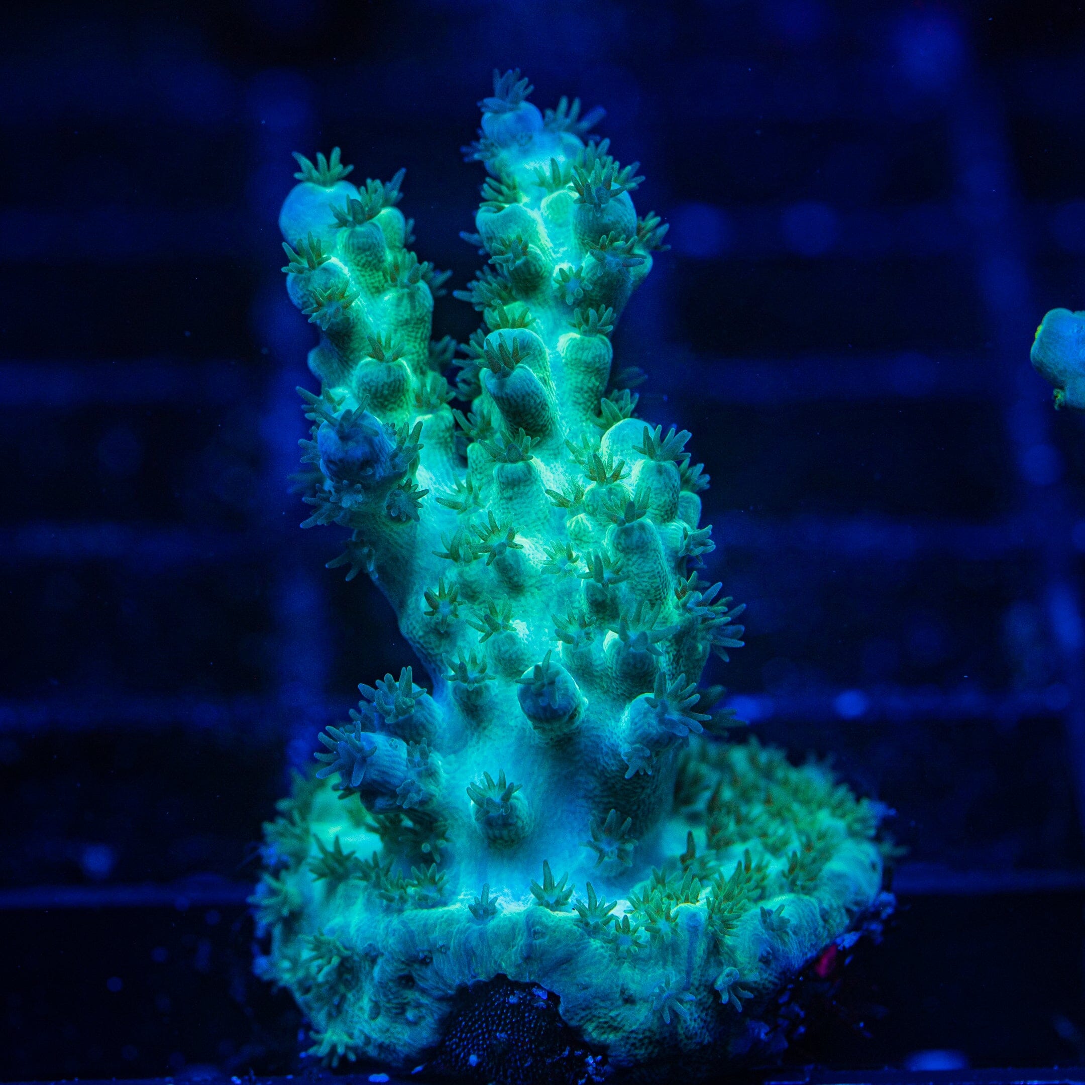 Acropora Mini Frag 15D - WYSIWYG Reef Lounge Norco
