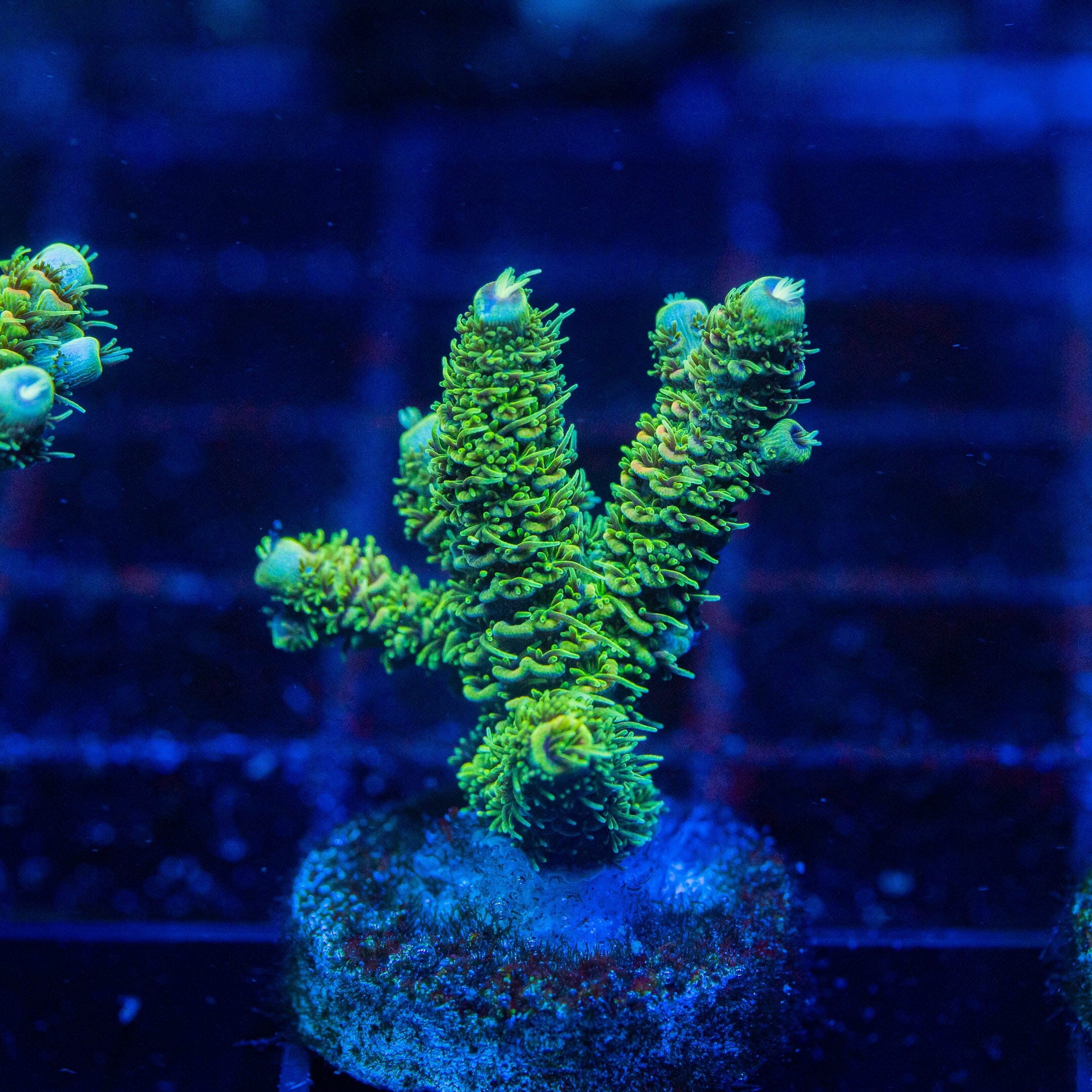 Acropora Mini Frag 2D - WYSIWYG Reef Lounge Norco