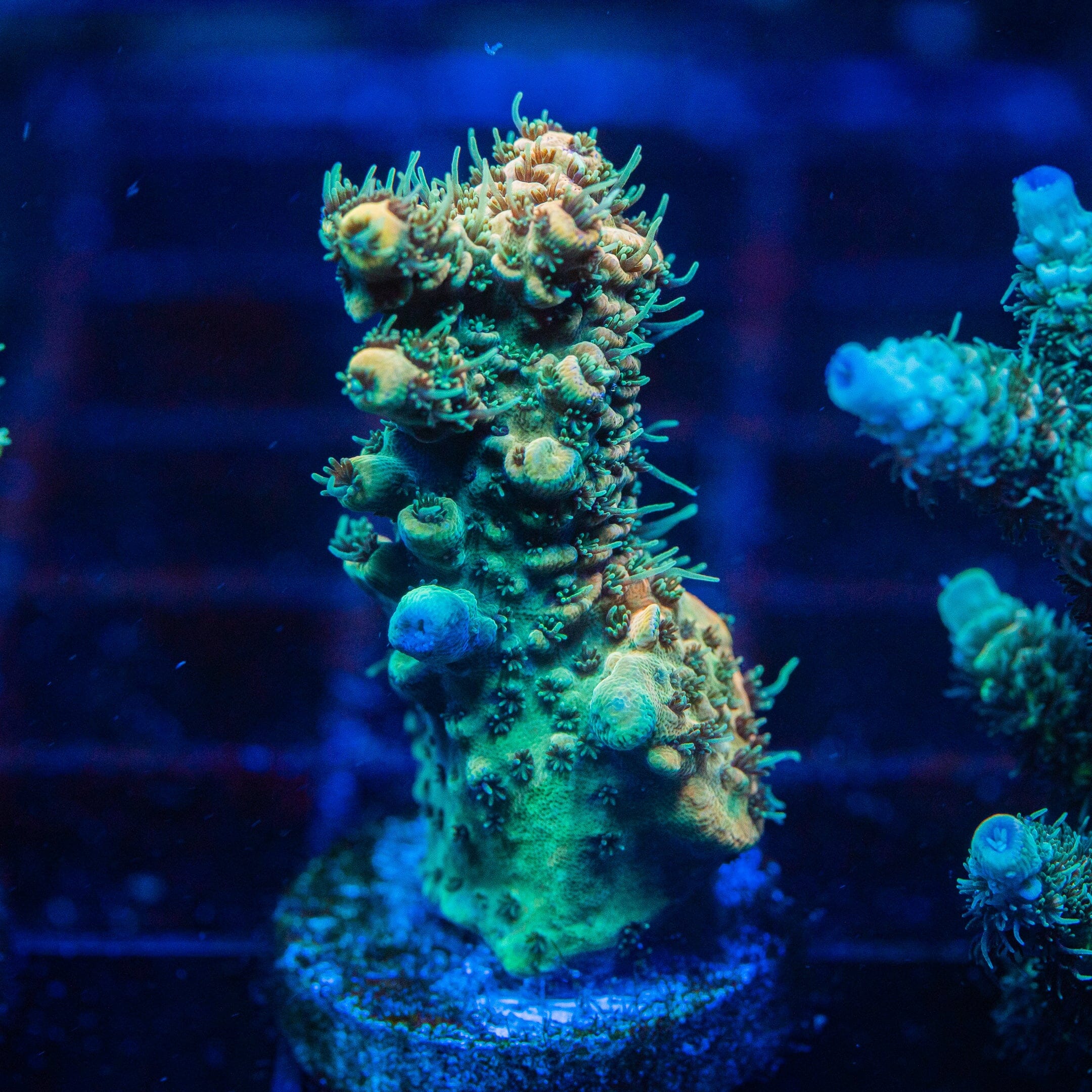 Acropora Mini Frag 3D - WYSIWYG Reef Lounge Norco