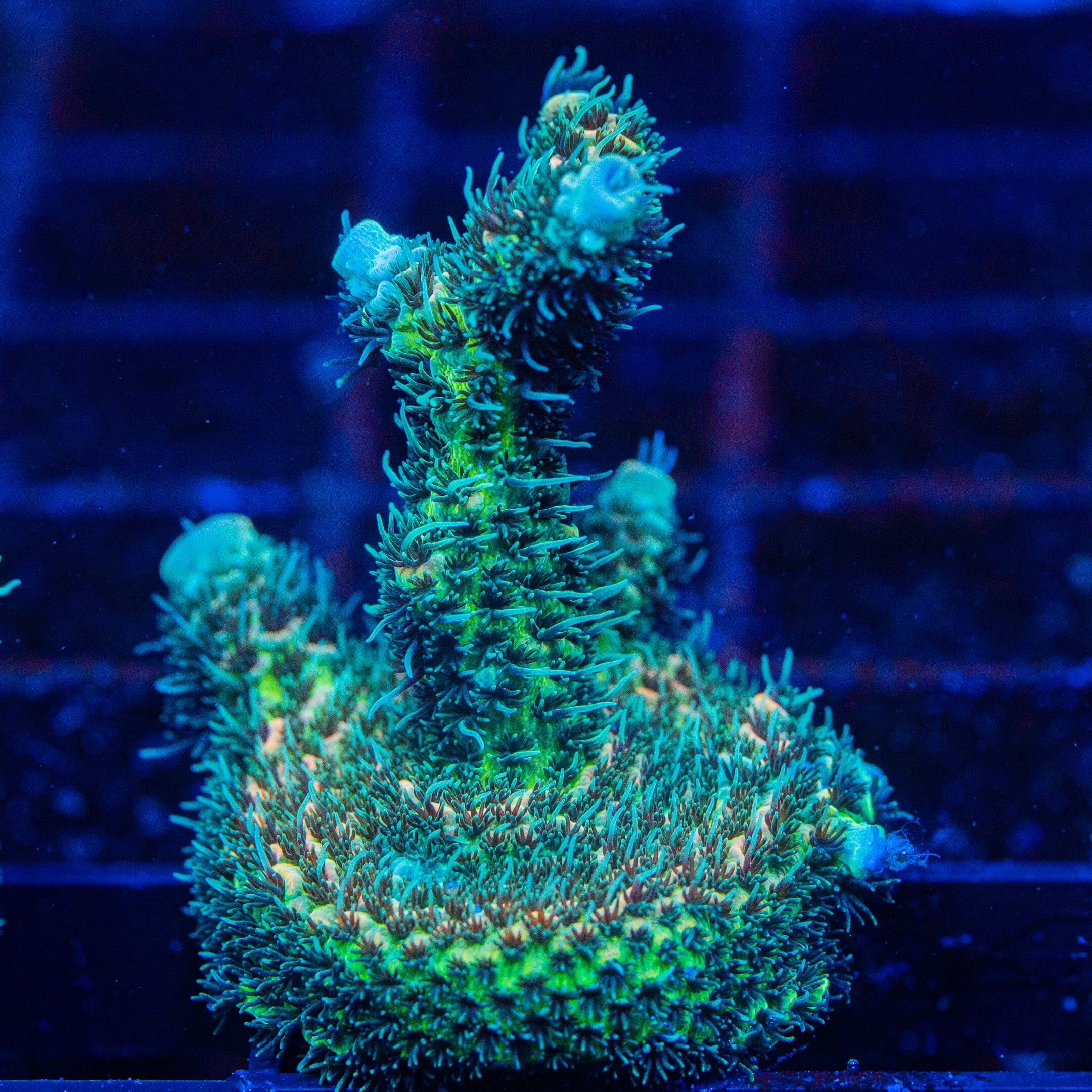 Acropora Mini Frag 5D - WYSIWYG Reef Lounge Norco