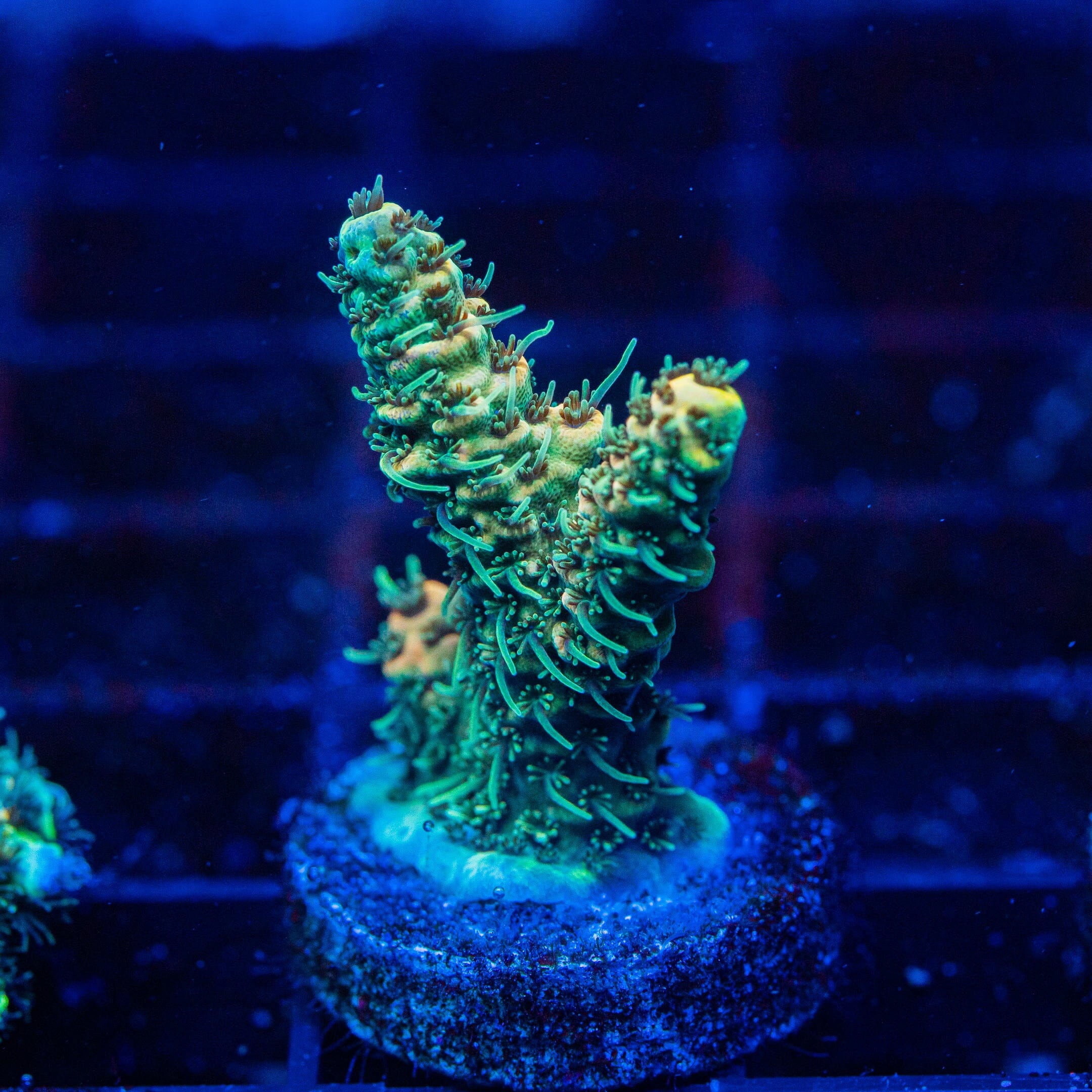Acropora Mini Frag 6D - WYSIWYG Reef Lounge Norco