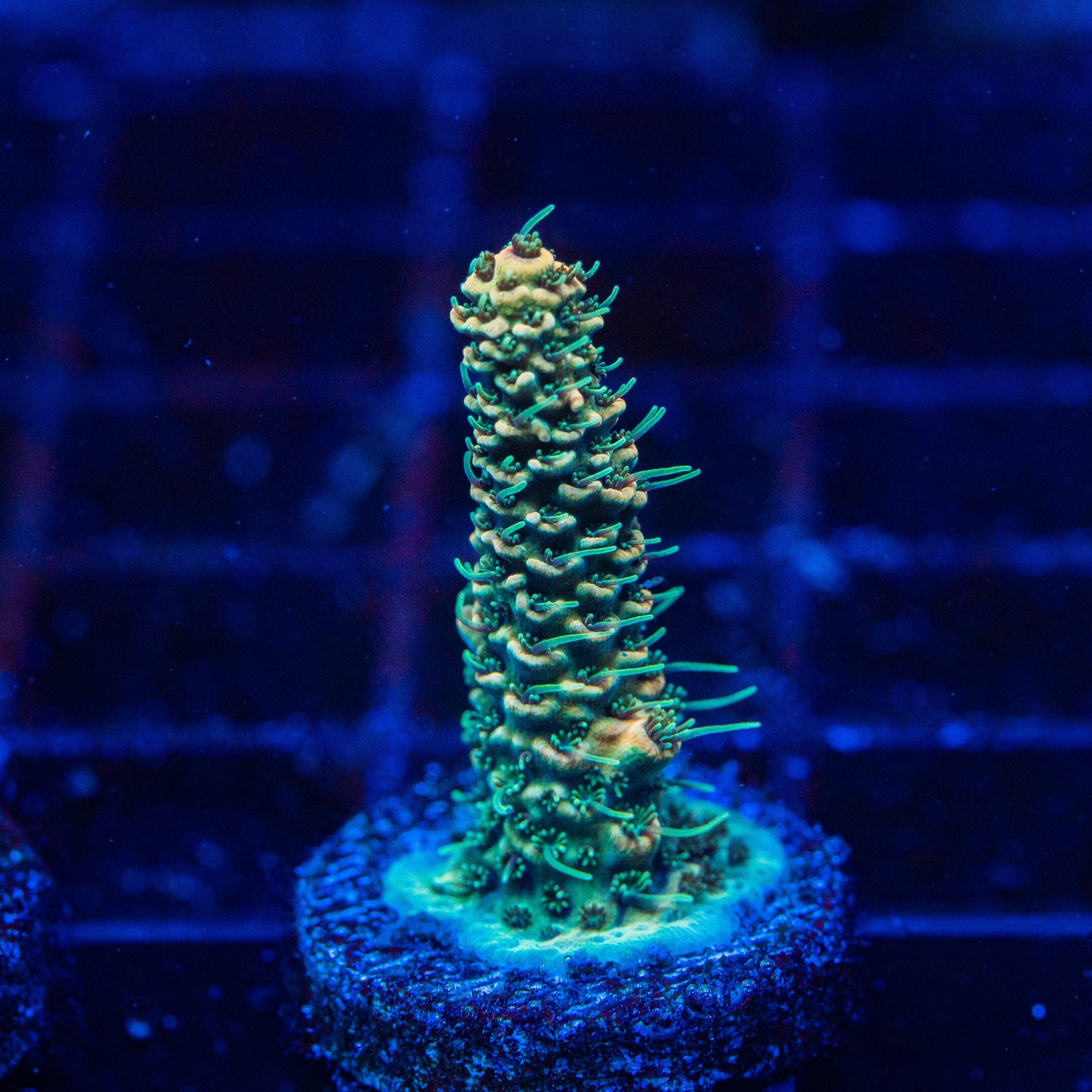 Acropora Mini Frag 7D - WYSIWYG Reef Lounge Norco
