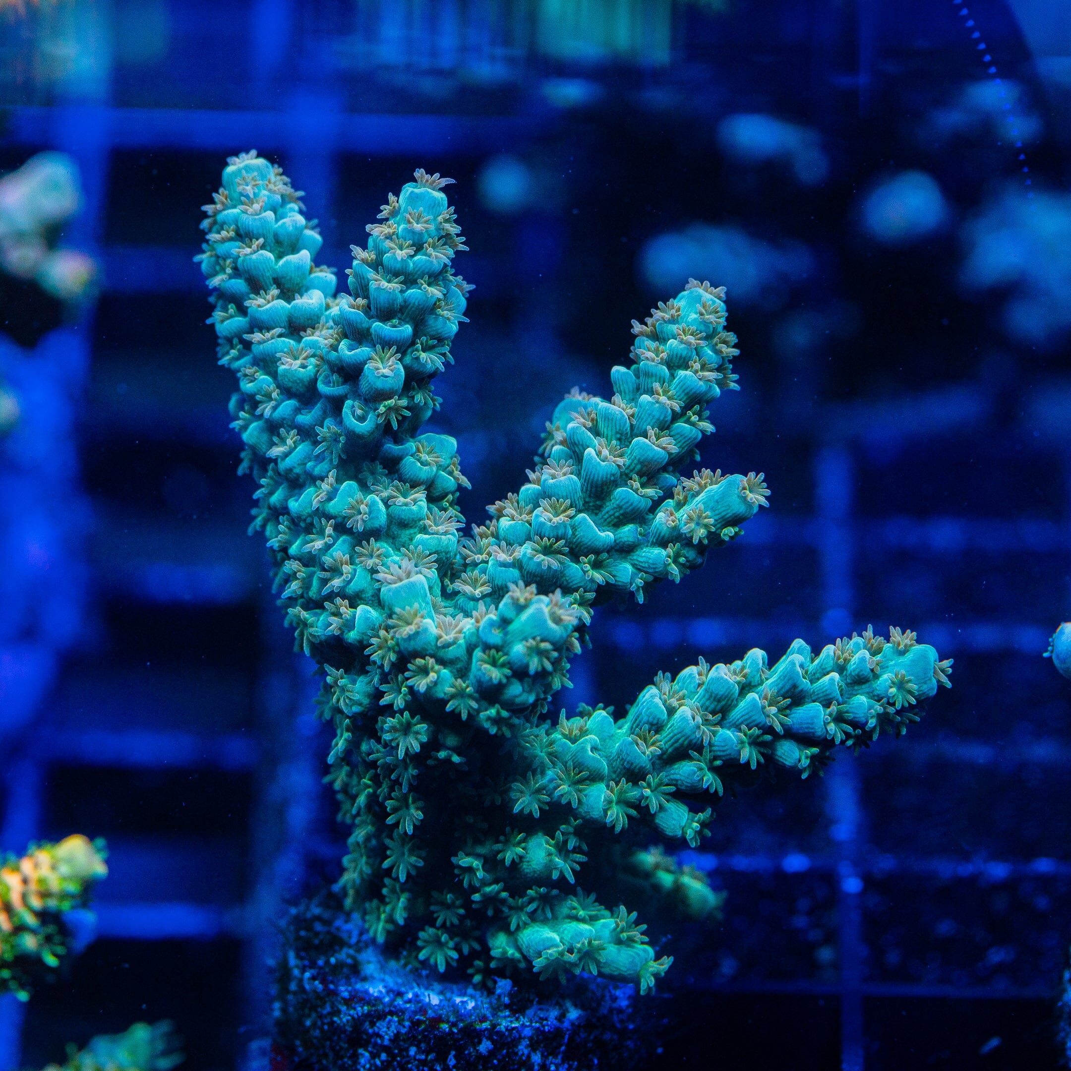 Acropora Mini Frag 9D - WYSIWYG Reef Lounge Norco