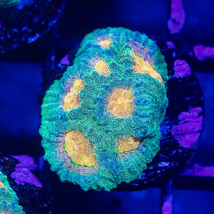 Baby's Breath Favia Coral | Reef Lounge Coral