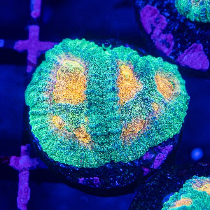 Agape Favia Favia Reef Lounge USA