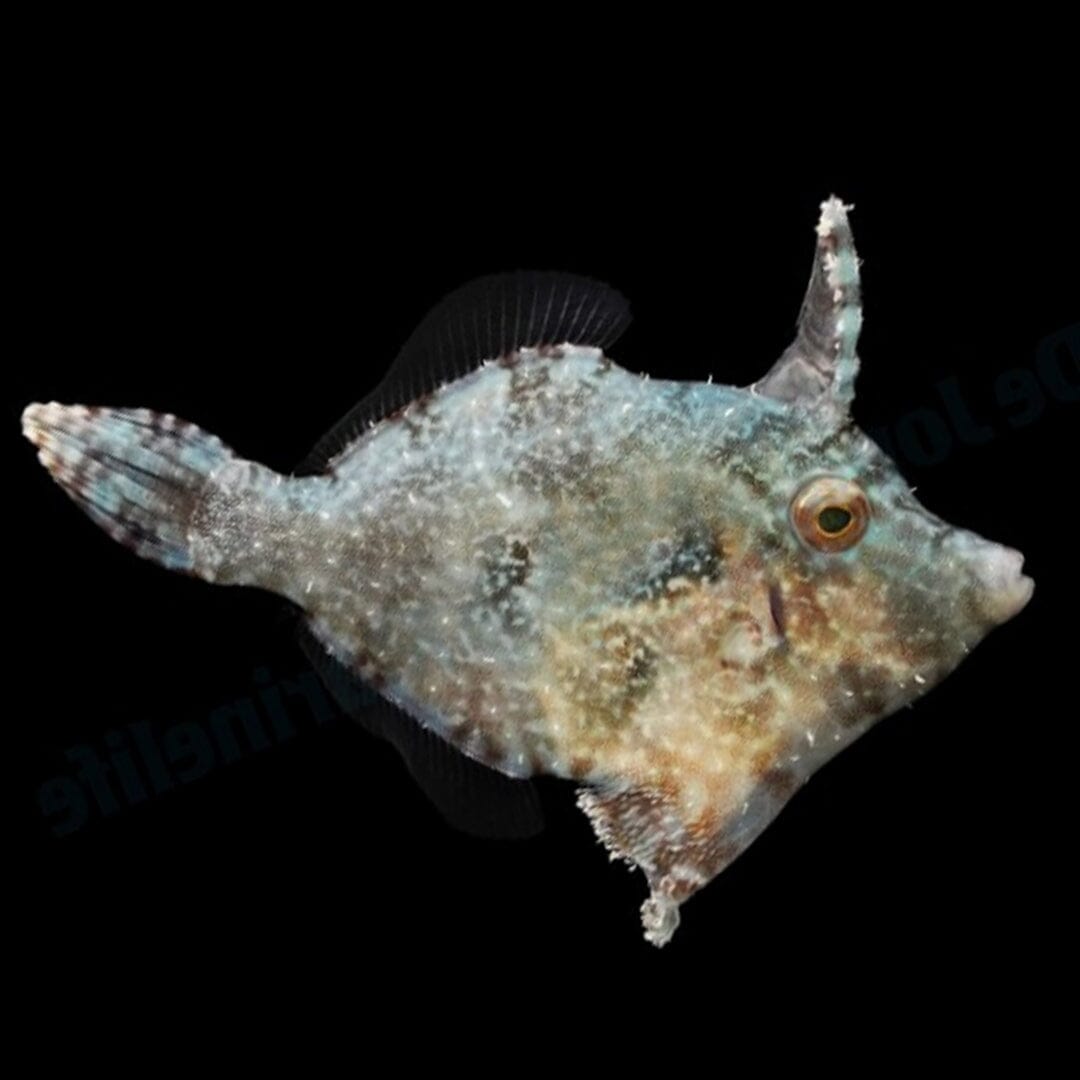 Aiptasia Eating Filefish Fish Reef Lounge USA