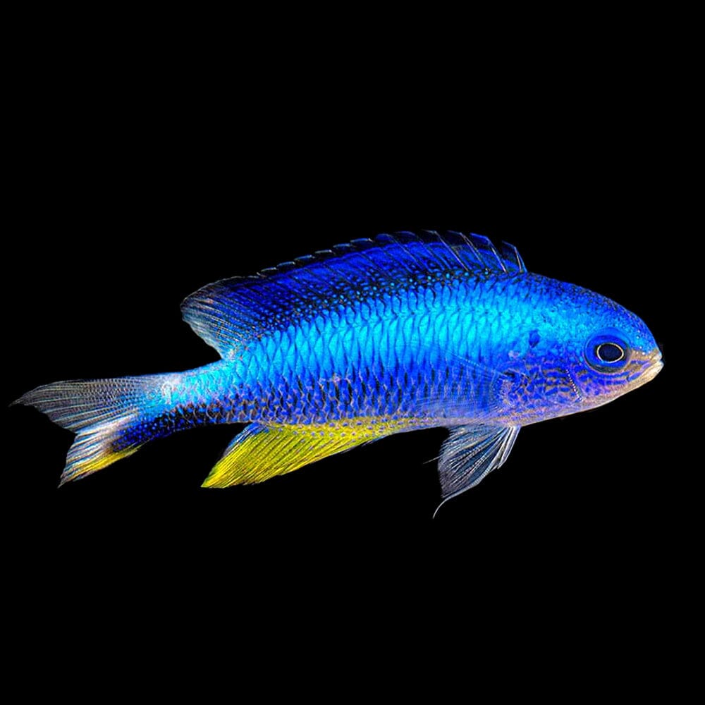 Allen's Damselfish Fish Reef Lounge USA