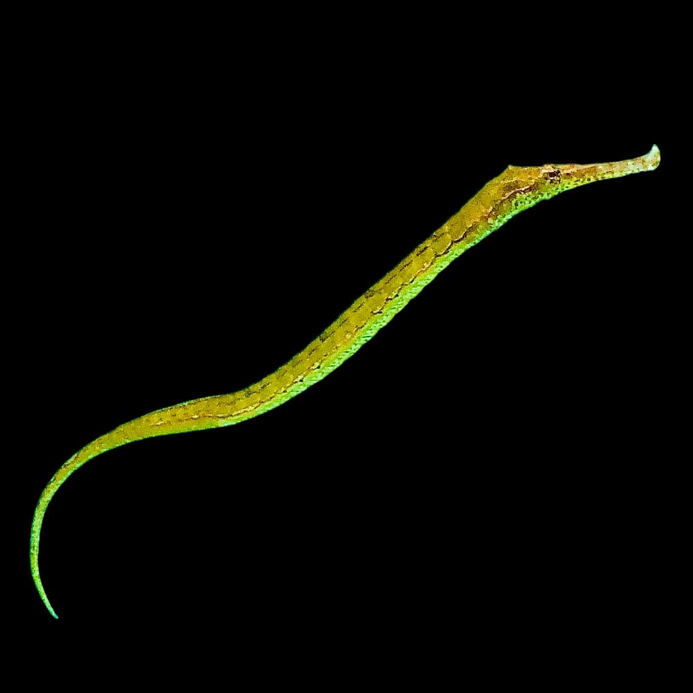 Alligator Pipefish Fish Reef Lounge USA
