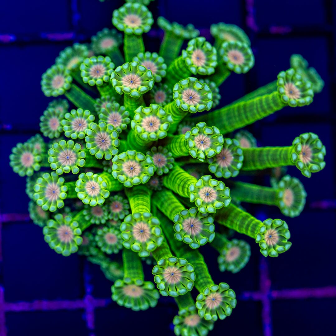 Alveopora 4B - WYSIWYG Reef Lounge Norco