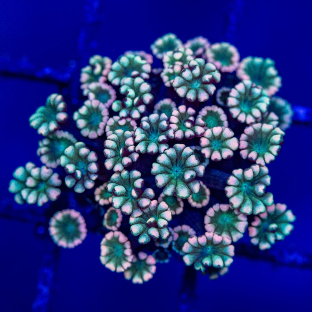 Alveopora - WYSIWYG Zoa Reef Lounge USA