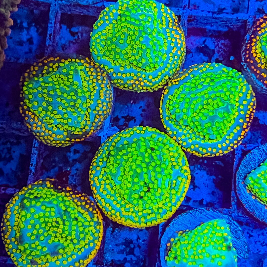 Aquaman Montipora Reef Lounge Coral