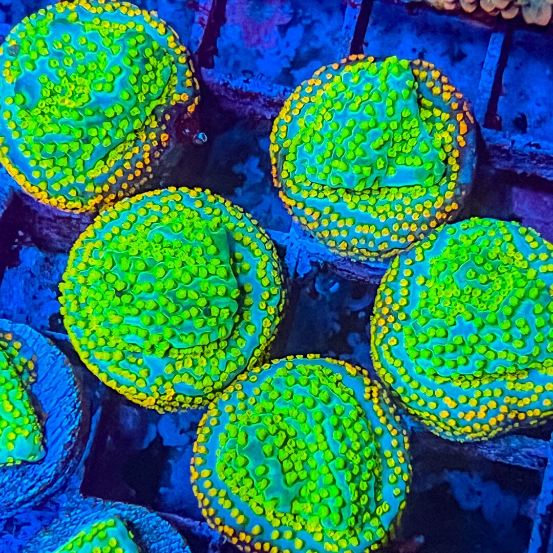 Aquaman Montipora Reef Lounge Coral