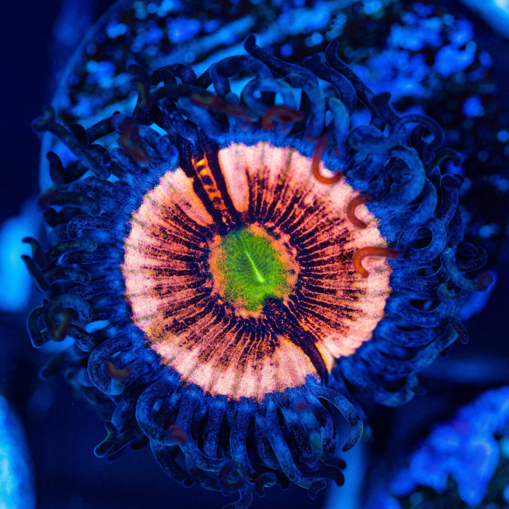Armor of God Zoa Reef Lounge USA