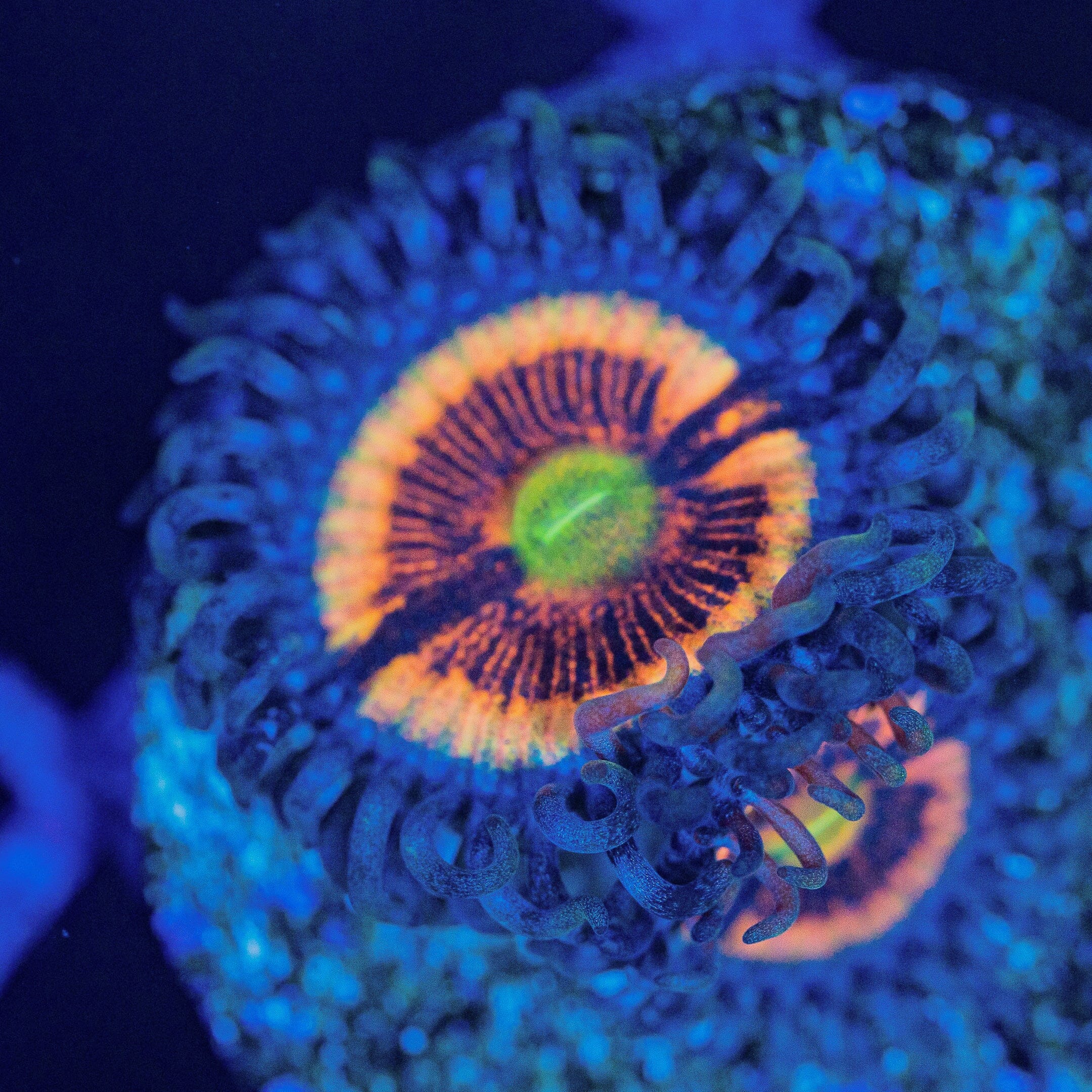 Armor of God Zoanthids Reef Lounge USA