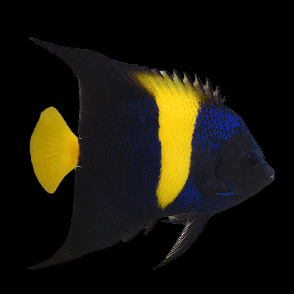 Asfur Angelfish Fish Reef Lounge USA