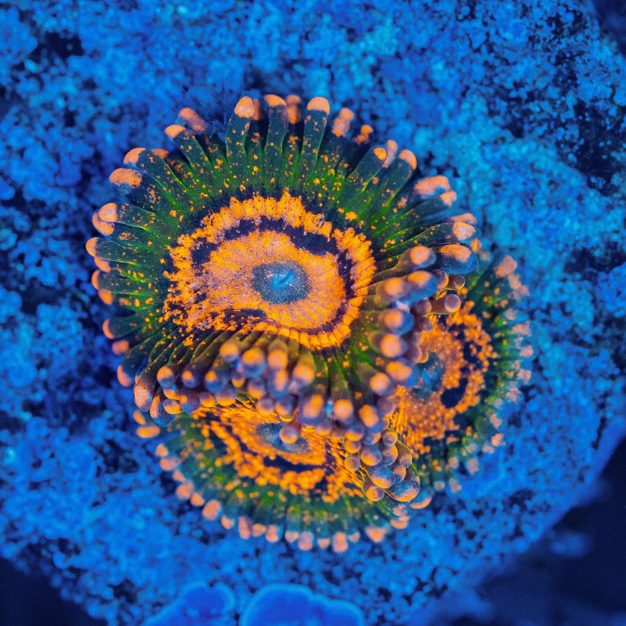 Coralꪔ̤̫ Ass Krak Zoanthids Coral Frag | Aquacultured Zoa for Sale