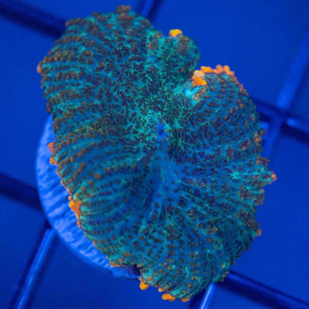 Asst. Mushroom Coral 5B - WYSIWYG Reef Lounge Coral