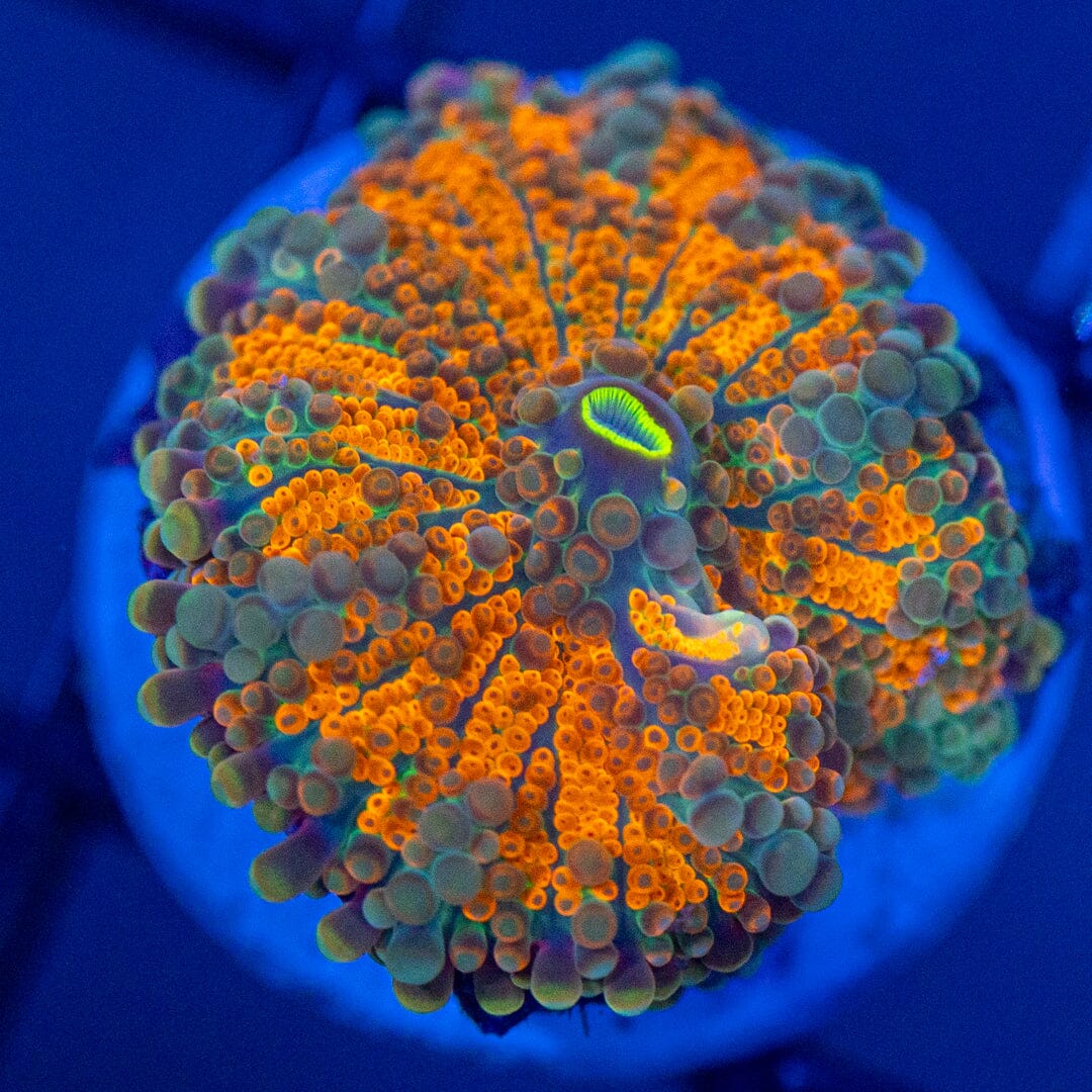 Asst. Mushroom Coral 6B - WYSIWYG Reef Lounge Coral