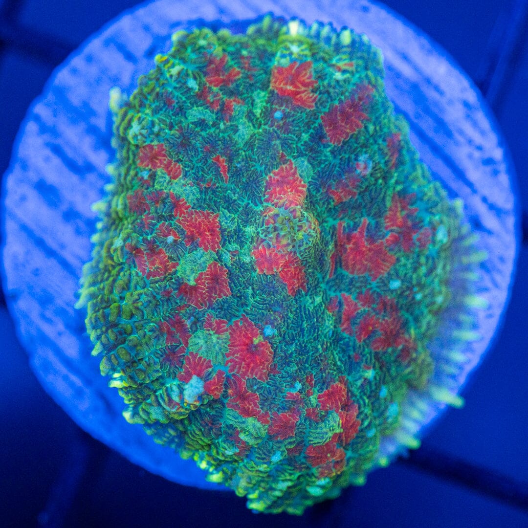 Asst. Mushroom Coral 7B - WYSIWYG Reef Lounge Coral