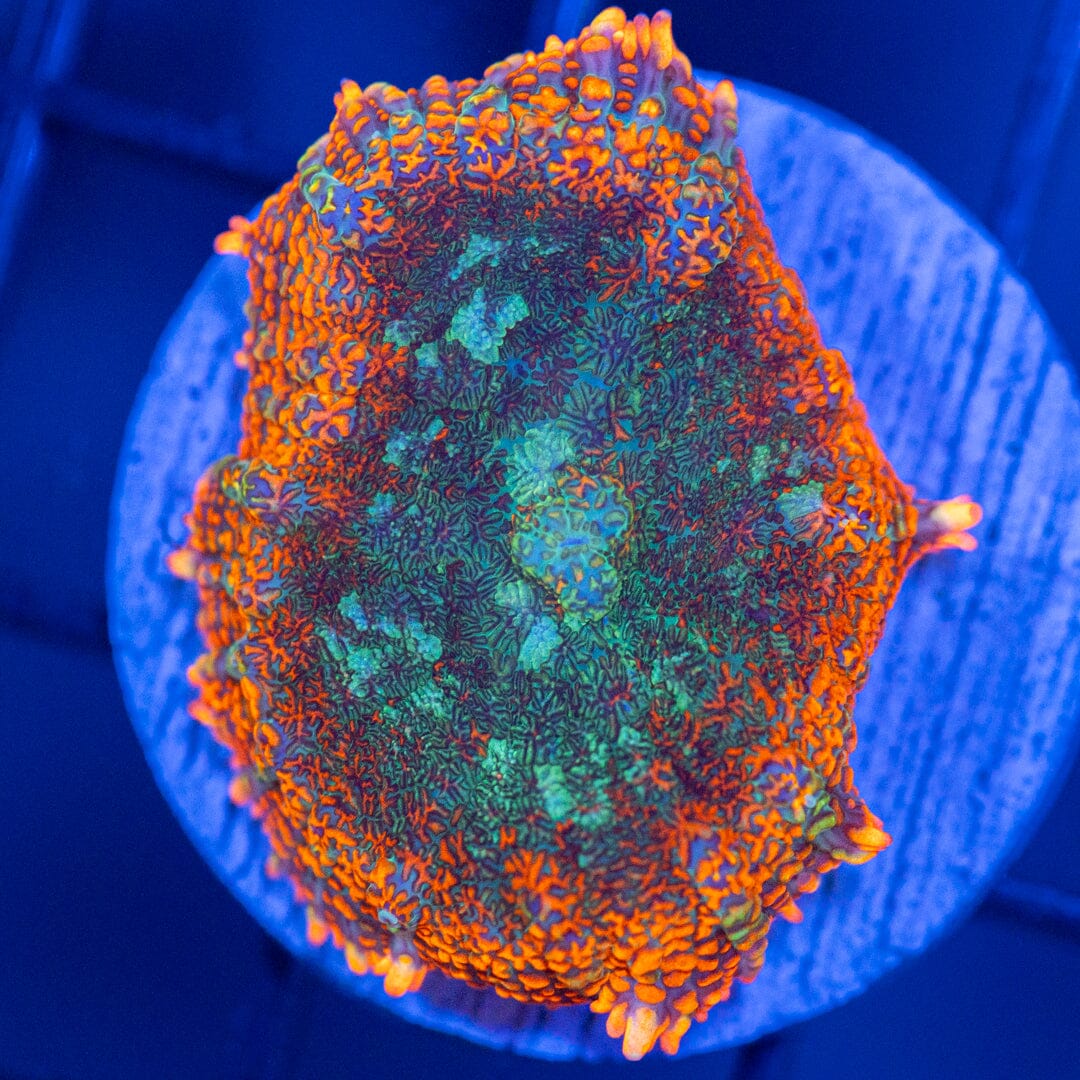 Asst. Mushroom Coral 8B - WYSIWYG Reef Lounge Coral