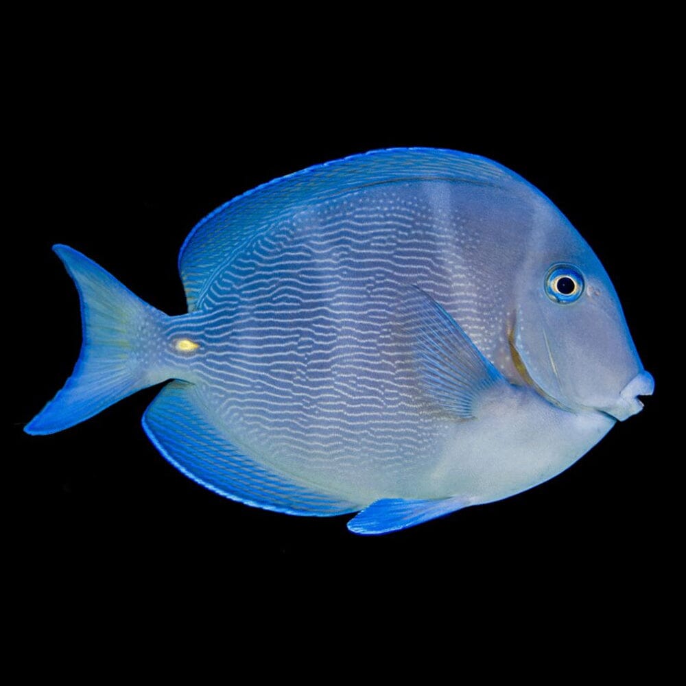 Atlantic Blue Tang Fish Reef Lounge USA