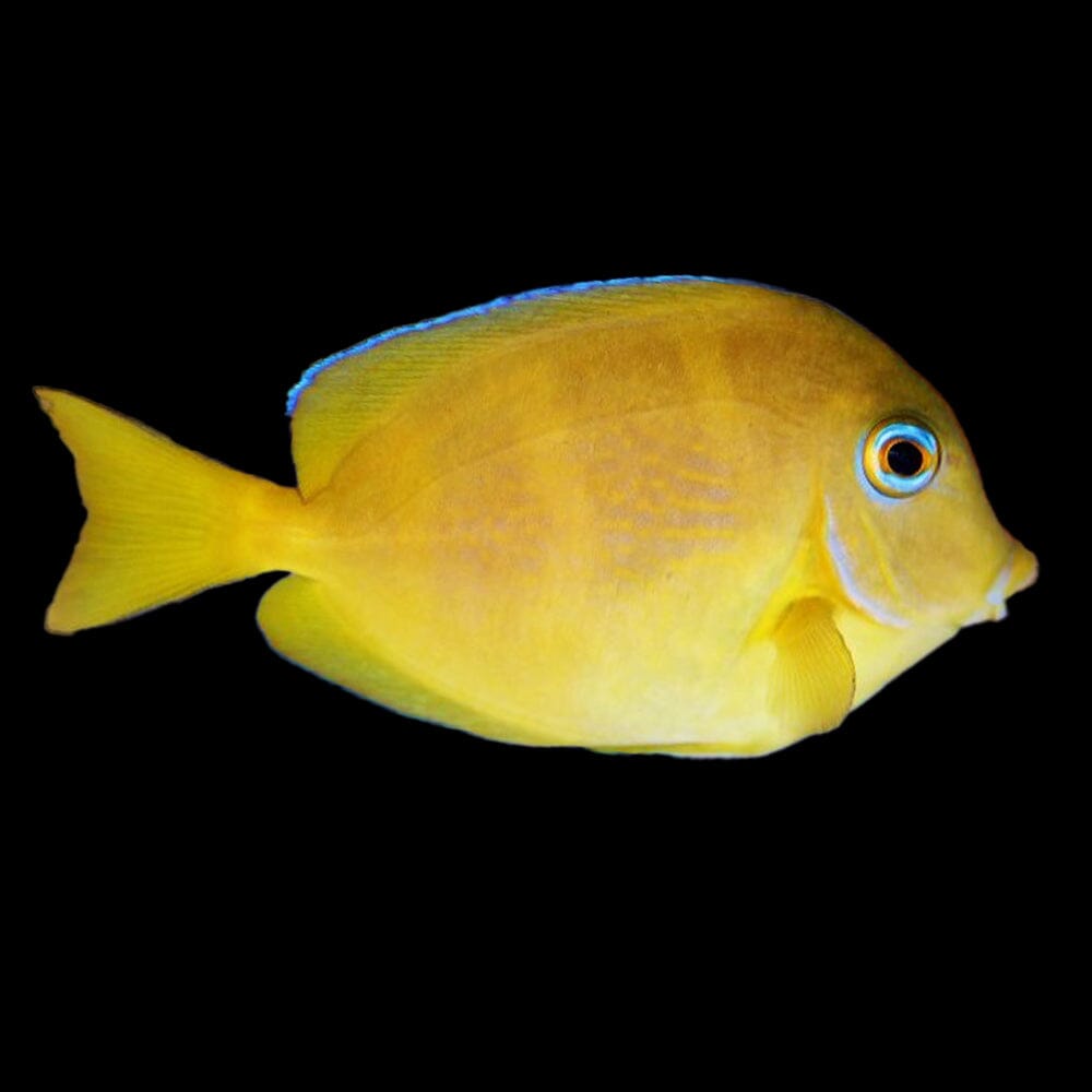 Atlantic Blue Tang Fish Reef Lounge USA