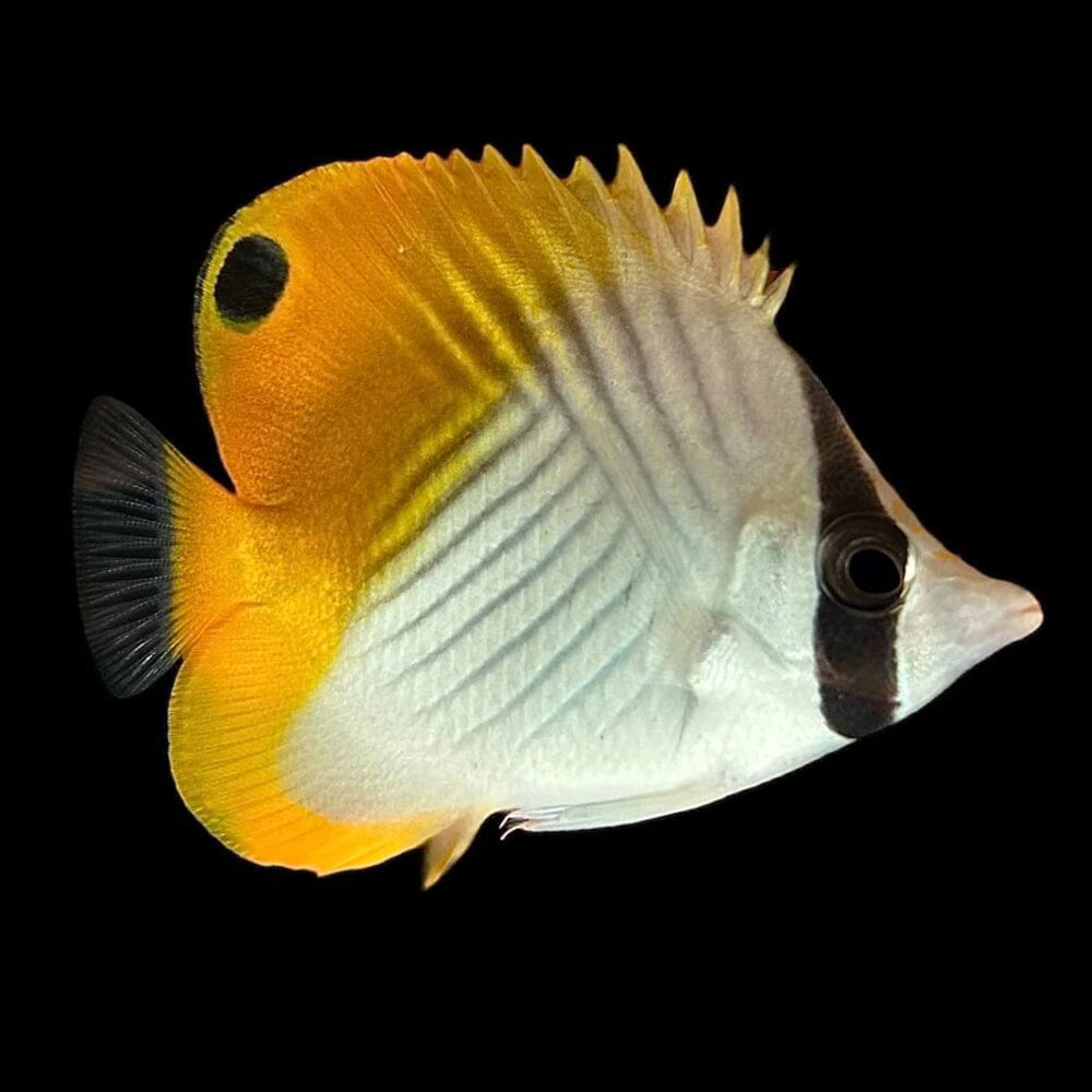 Auriga Butterflyfish Fish Reef Lounge USA