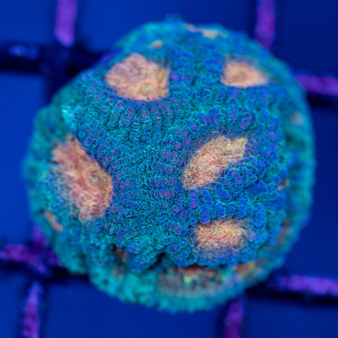 Baby's Breath Favia Frag - WYSIWYG Reef Lounge Norco