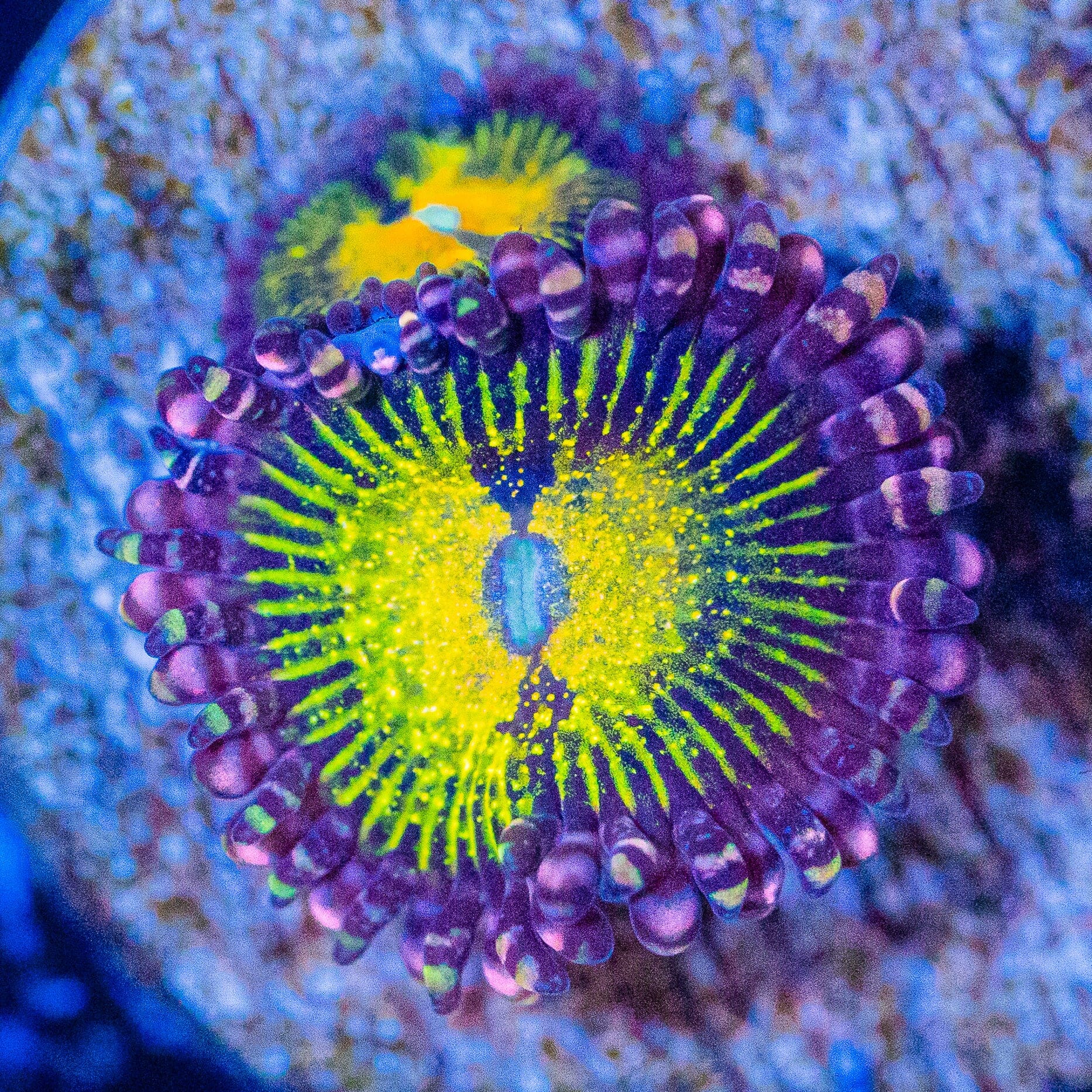 Banana Muncher Zoanthids Coral Frag | Aquacultured Zoa for Sale