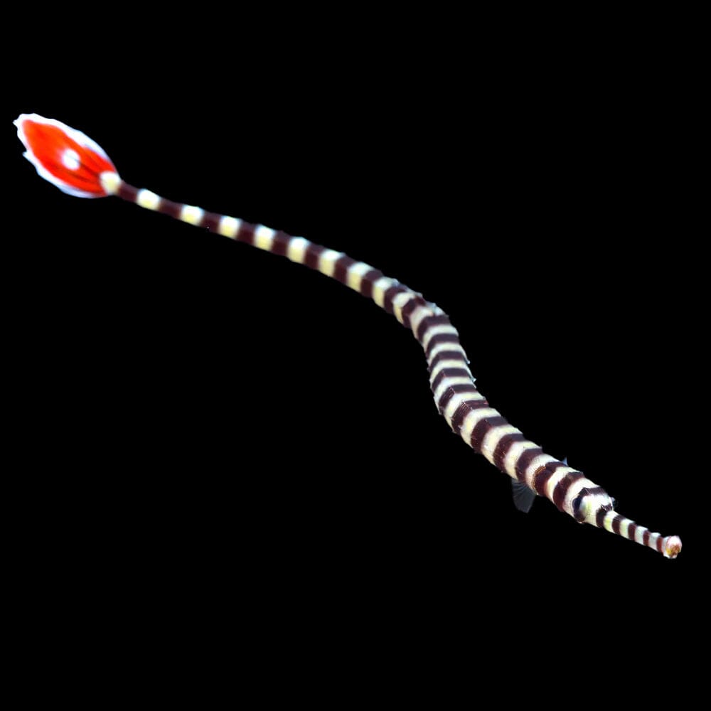 Banded Pipefish Fish Reef Lounge USA