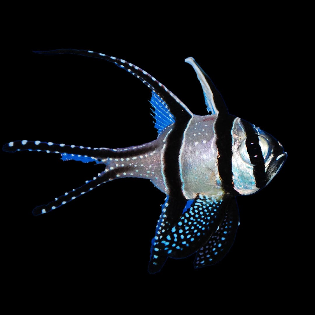 Bangaii Cardinal Fish Reef Lounge USA