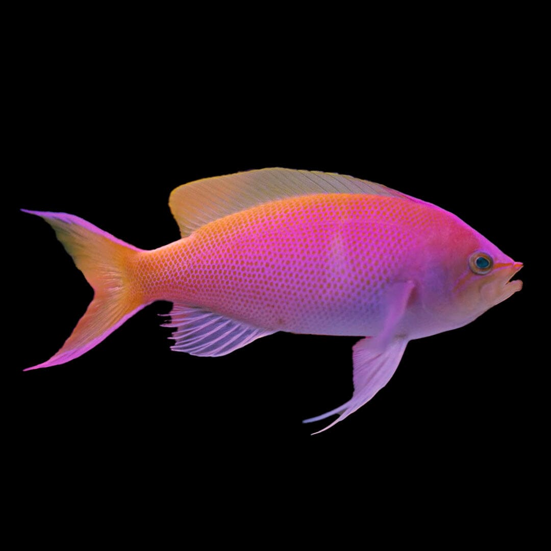 Bartlett's Anthias Fish Reef Lounge Coral