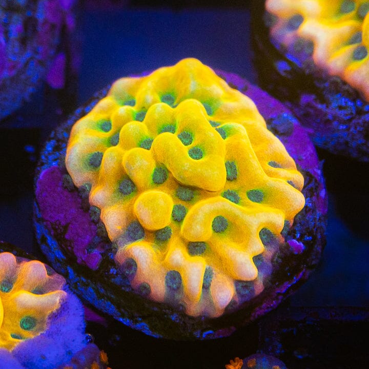 Beach Bum Montipora SPS Coral Reef Lounge USA