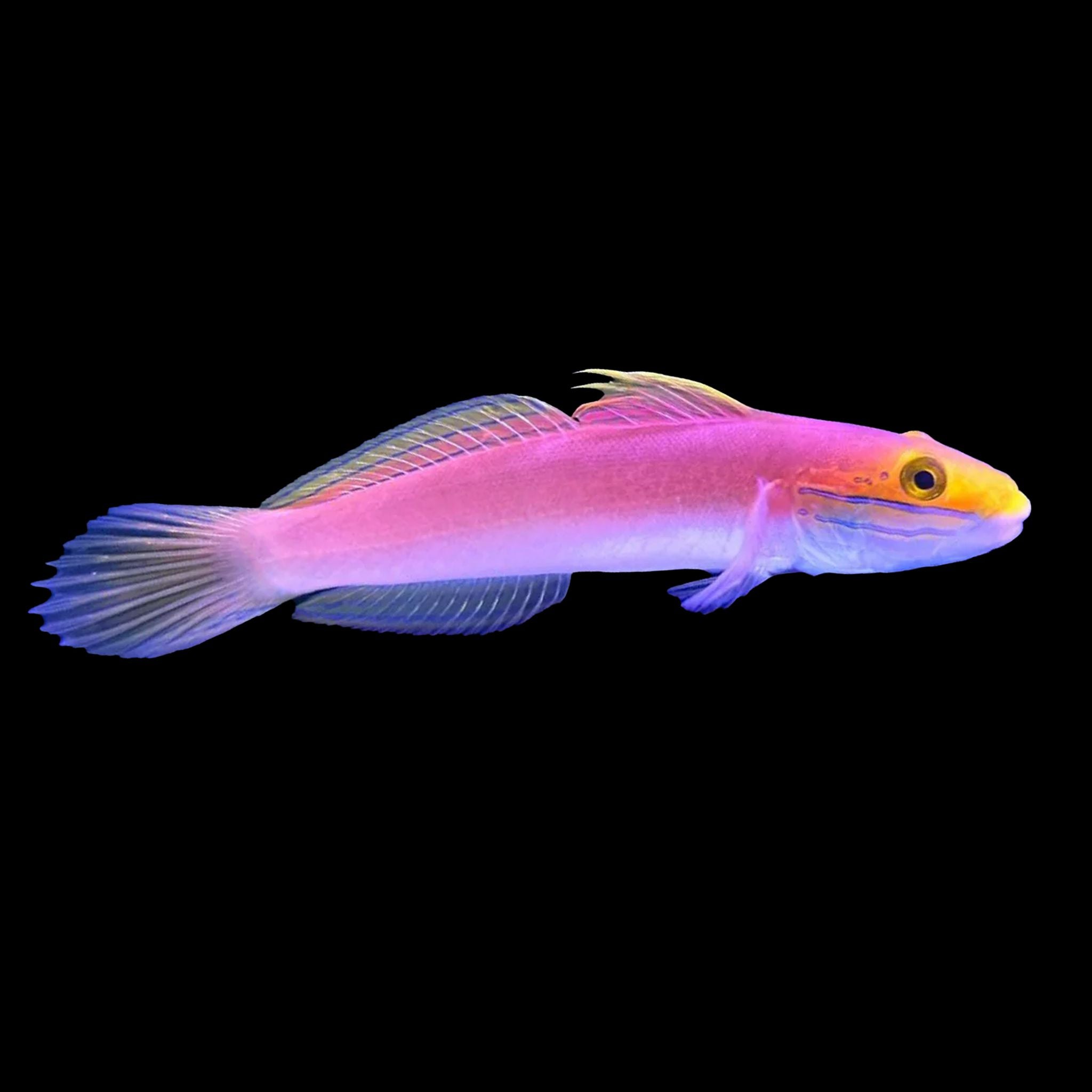 Bella Goby Fish Reef Lounge USA