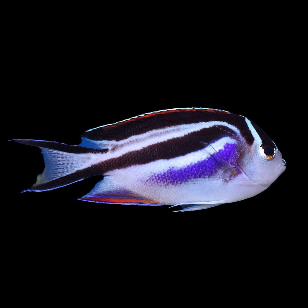 Bellus Angelfish (Ornate Angel) Fish Reef Lounge Coral
