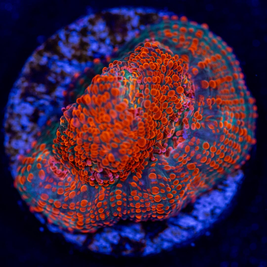 Berry Blast Chalice LPS Coral Reef Lounge USA