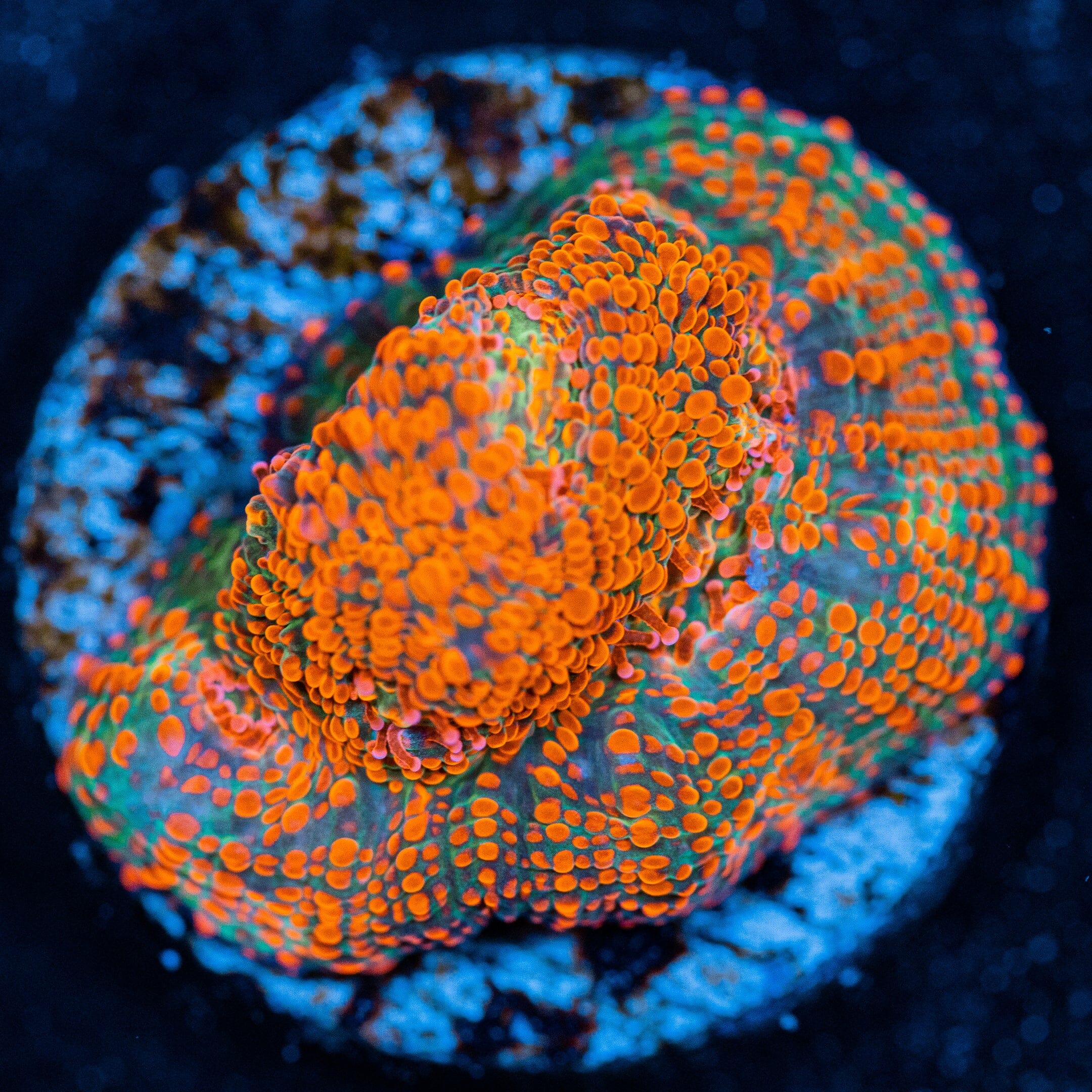 Berry Blast Chalice LPS Coral Reef Lounge USA