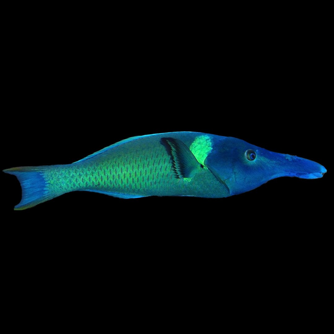Bird Wrasse Fish Reef Lounge USA