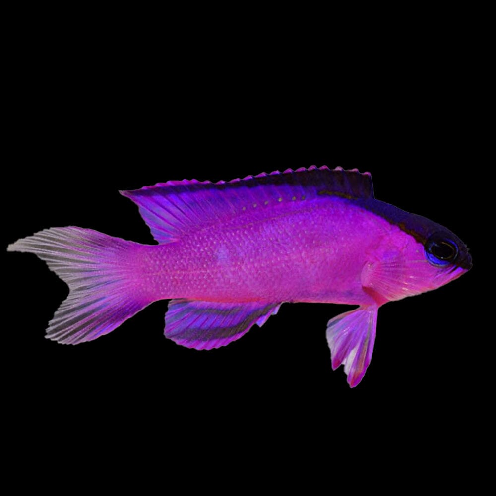 Black Cap Basslet Fish Reef Lounge USA