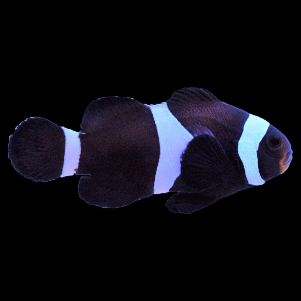 Black Darwin Clownfish Fish Reef Lounge USA