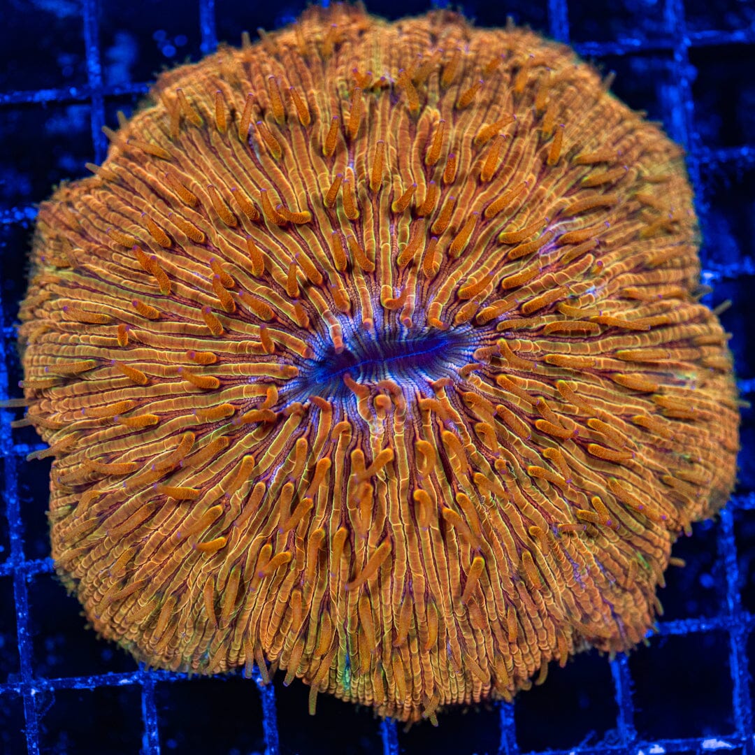 Black Hole Sun Plate Coral - WYSIWYG Reef Lounge Norco