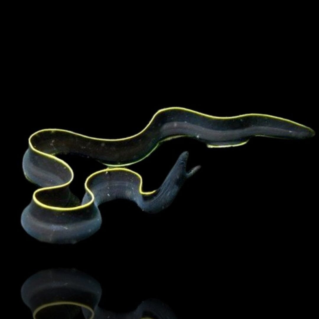 Black Ribbon Eel Fish Reef Lounge USA