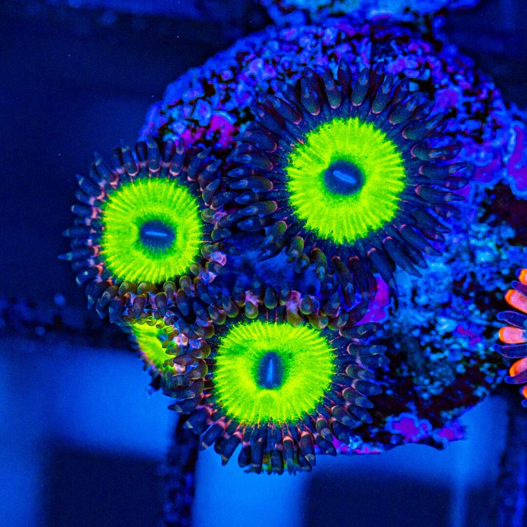Blasphemy Zoanthids Reef Lounge USA