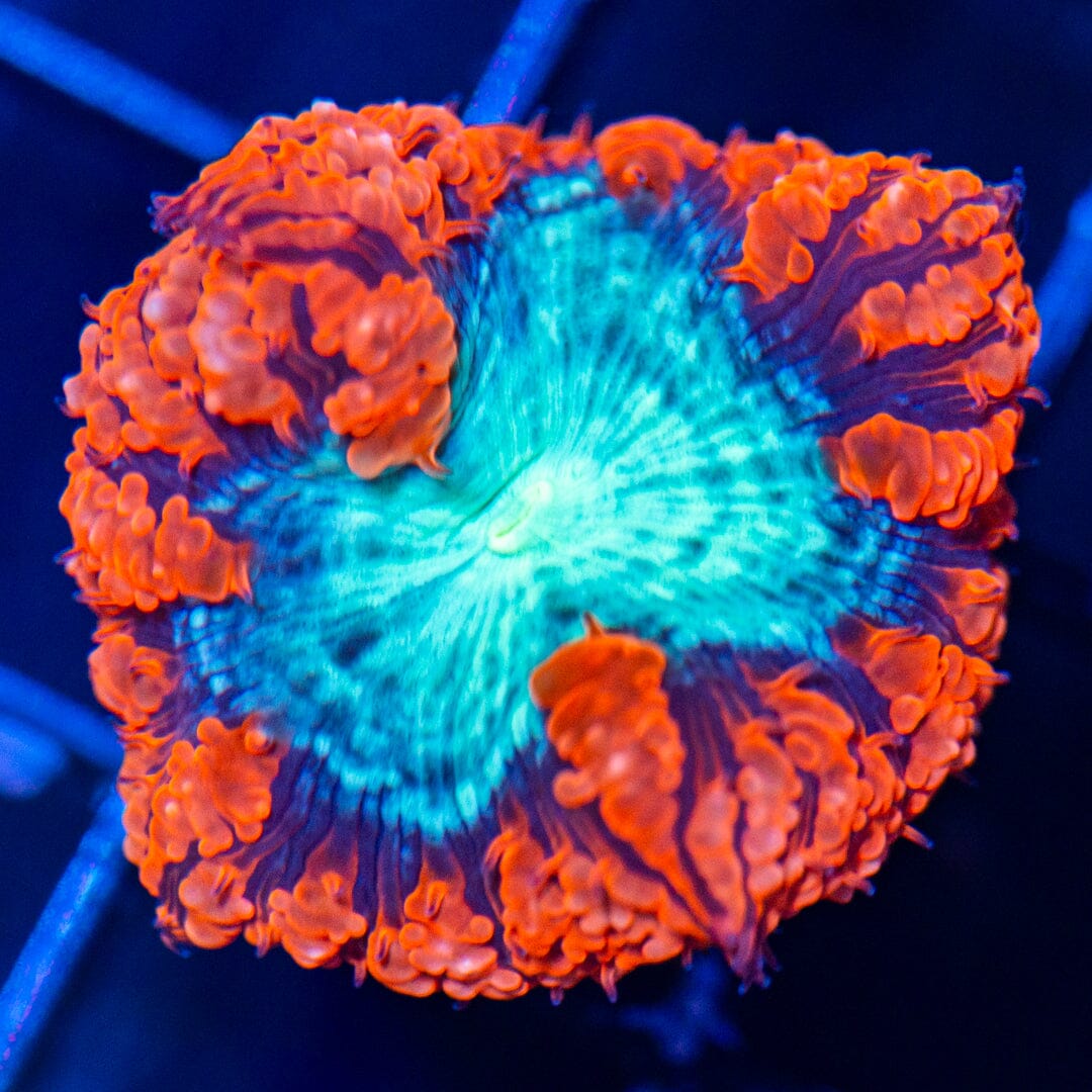 Blasto Frag 1A - WYSIWYG Reef Lounge Norco