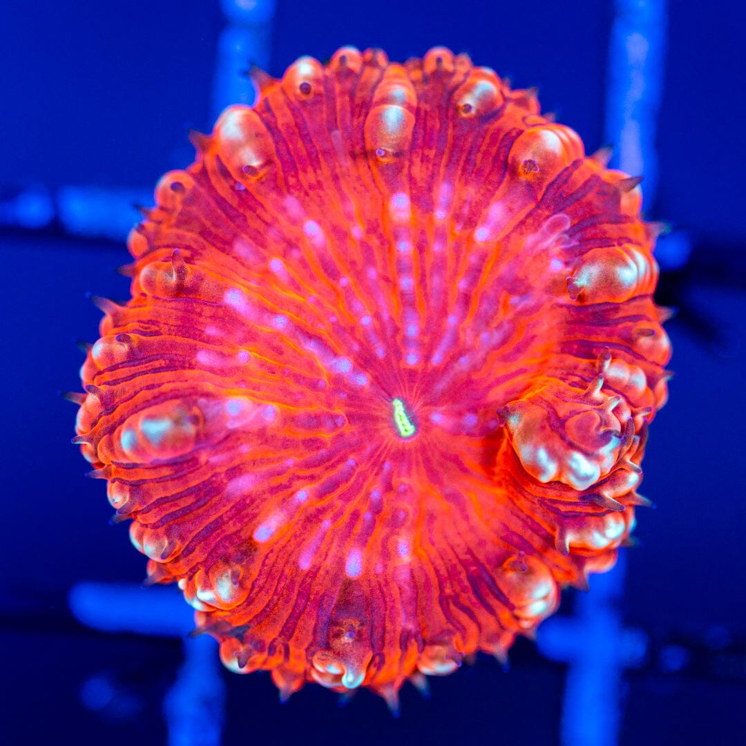 Blastomussa 3A - WYSIWYG Reef Lounge Coral