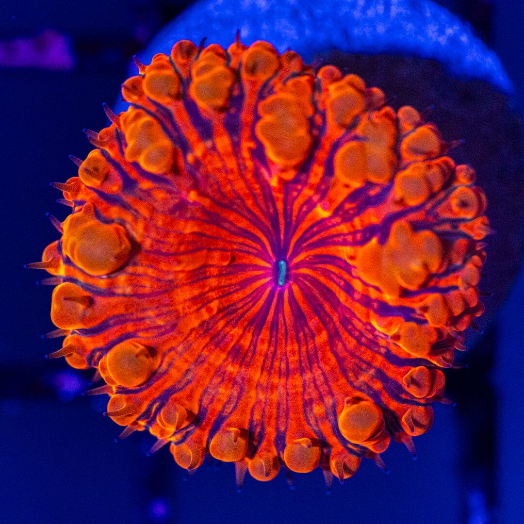 Blastomussa Frag 1A - WYSIWYG Reef Lounge Norco
