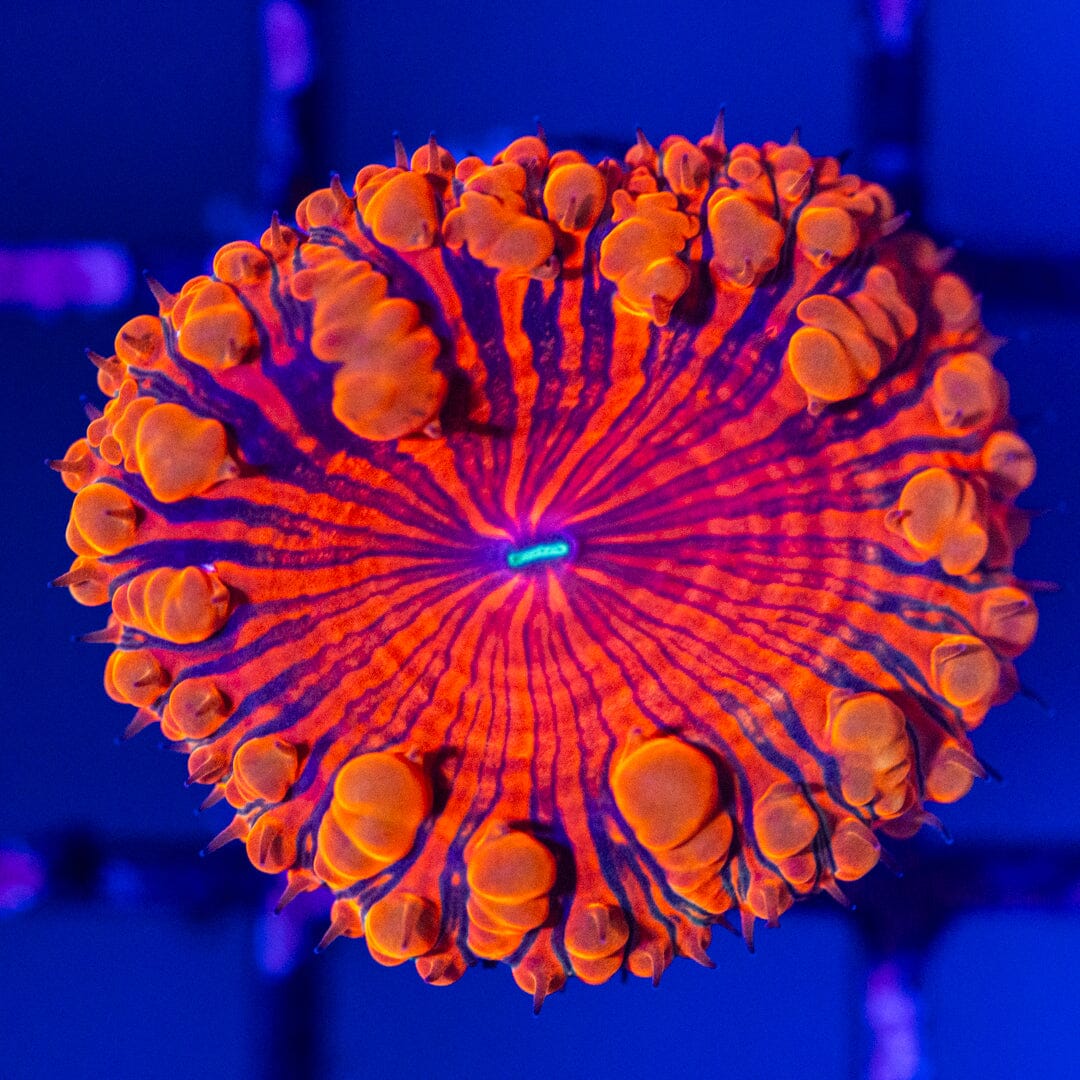 Blastomussa Frag 2A - WYSIWYG Reef Lounge Norco